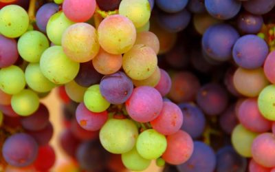 The vine in August: the veraison is there, the harvest is approaching