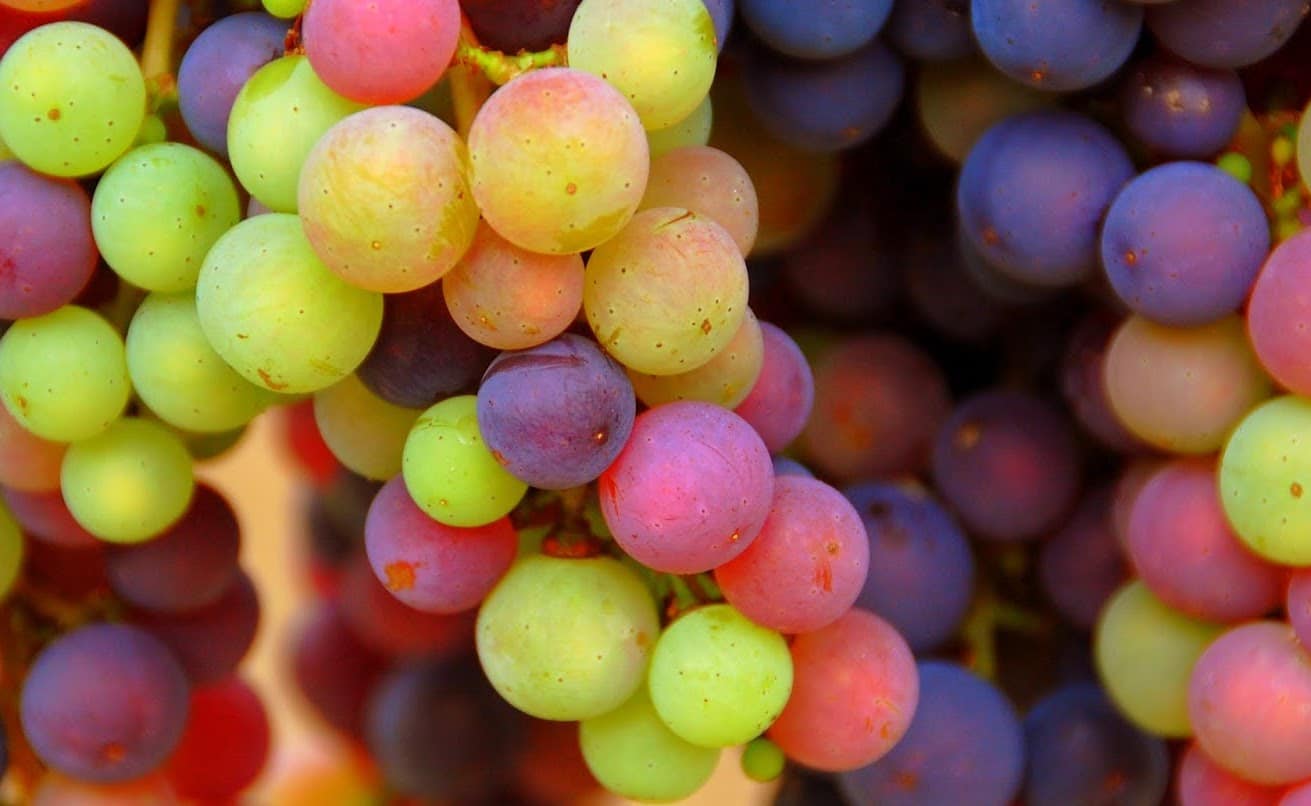 Veraison