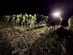 Image machine a vendanger nuit