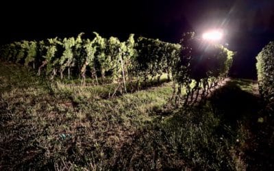 Les vendanges battent leurs plein sous la chaleur