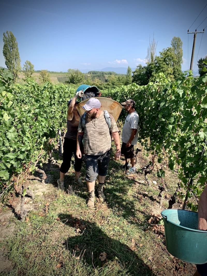 Image vendanges 2020 dardagny les faunes