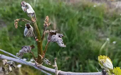 Der Frost kehrt zurück