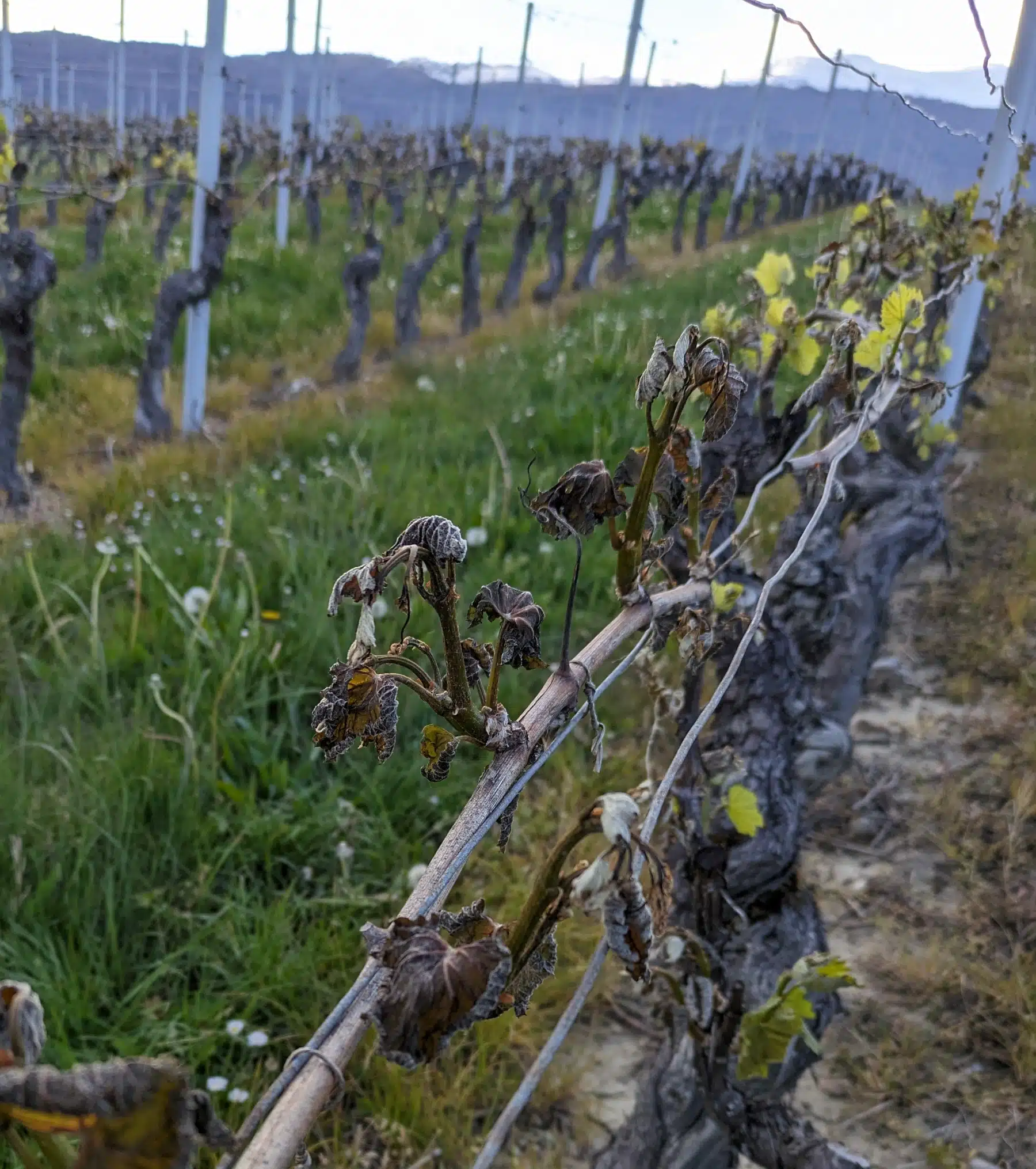 Other frozen vineyard Dardagny 2024